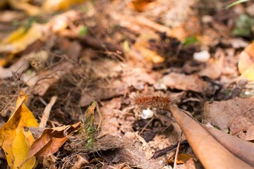 Caterpillar lymantria dispar  on leafs