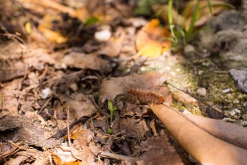 Caterpillar lymantria dispar  on leafs