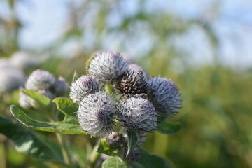 Thistle on the plot in summer close-up