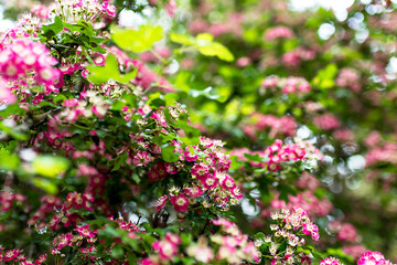 Group of pink and white flowers from a park bush