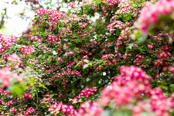 Group of pink and white flowers from a park bush
