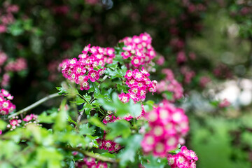 Group of pink and white flowers from a park bush