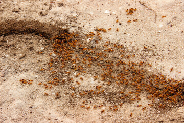 ant on the way