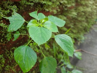 green leaves on a tree