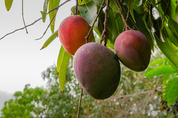 Ripe And Unripe Mangoes On Tree