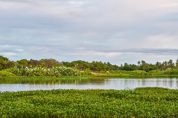 Natureza em Paracuru