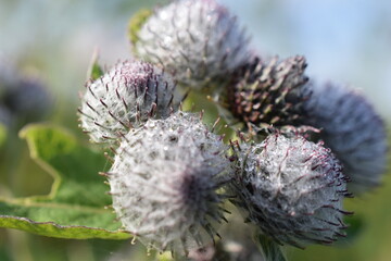 Thistle on the plot in summer close-up