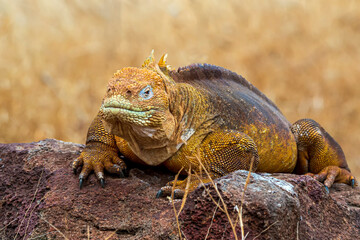 Galapagos Land Iguana Conolophus subcristatus North Seymour Island 