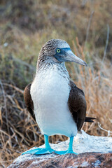  Blue-footed booby Sula nebouxii Showing Feet on Galapagos North Seymour Island