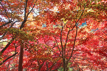 大山寺　紅葉