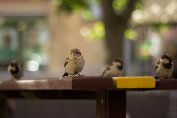 Closeup of a sparrow on a wooden table 
