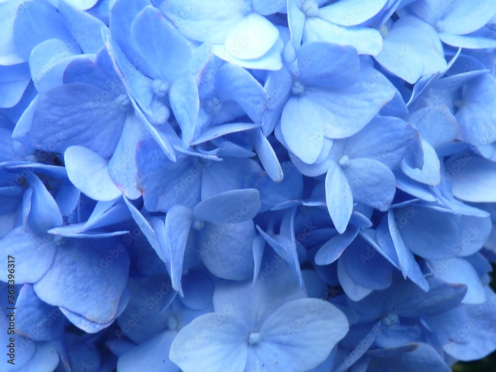 Poster Closeup shot of the small blue flowers of a hydrangea