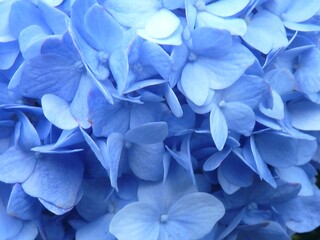 Closeup shot of the small blue flowers of a hydrangea