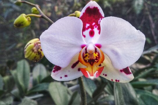 moon orchid on a green