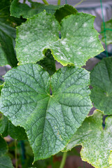 Uninfected leaf of resistant cucumber cultivar with powdery mildew (Sphaerotheca cucurbitae), planted side by side with the susceptible one.
