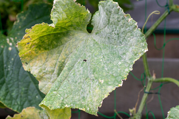 Heavy infection of powdery mildew on cucumber (Sphaerotheca cucurbitae) in Japan
