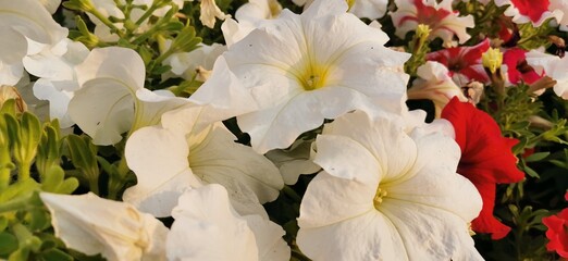white flower in the garden