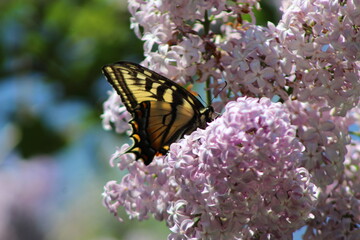Swallowtail Butterfly on Lilacs