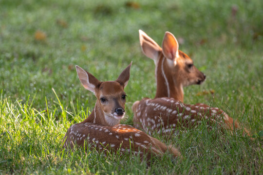 Two white-tailed deer fawns bedded down