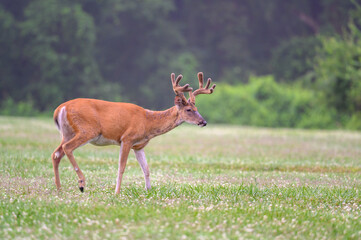 Naklejka na ściany i meble white-tailed deer buck with velvet covered antlers in summer