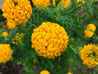 Beautiful marigold flowers blossom in the garden
