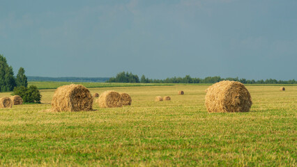 Fototapeta premium hay bales in the field