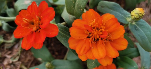 red and yellow flowers