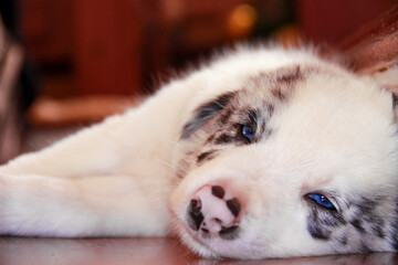 Obraz premium white dog sleeping