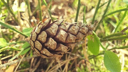 cone