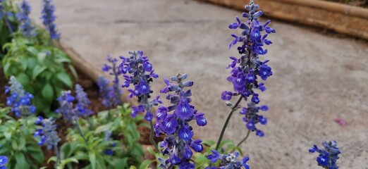 Fototapeta premium lavender flowers in the garden