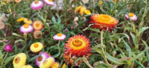 purple and white flowers