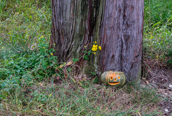 Jack-O-Lantern in front of large tree