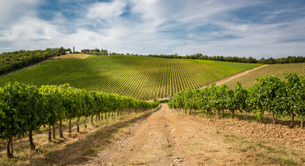 Fototapeta na wymiar Huge vineyard fields in Tuscany, Italy