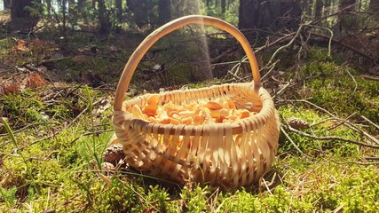 mushrooms © Paulina
