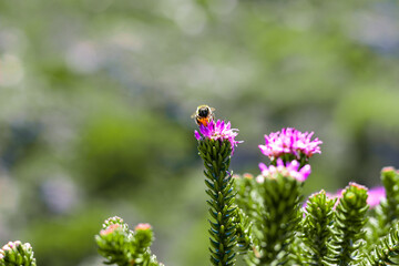 bee on a flower