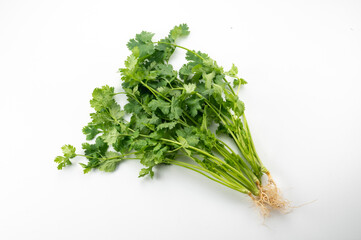 パクチー　コリアンダー