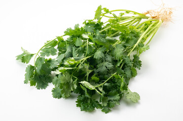 パクチー　コリアンダー