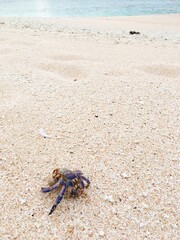 A naked land hermit crab on the white sand beach