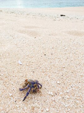 A naked land hermit crab on the white sand beach