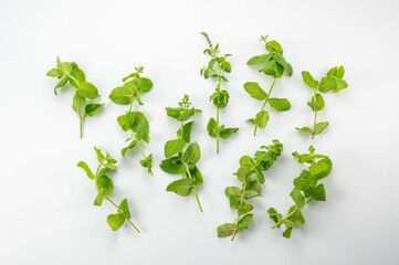 ミント　スペアミント