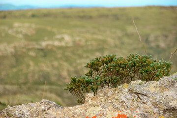 moss on the rock