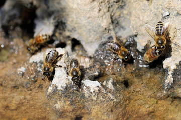 Honey Bee collecting water, South Australia