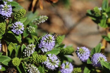 Honey Bee collecting nectar from Hebe flower, South Australia