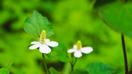 Obraz premium Lizard tail, chameleon plant,Tiny white flowers