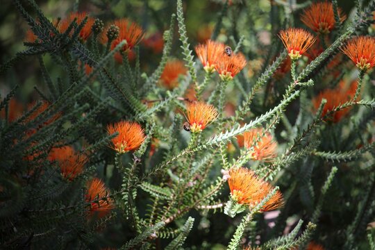 Swamp Bottlebrush (Melaleuca sparsa) in flower, South Australia