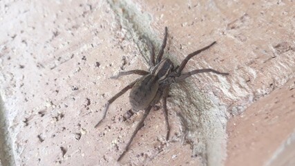 Araña