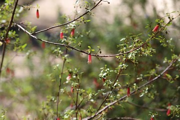 Correa reflexa in flower, South Australia