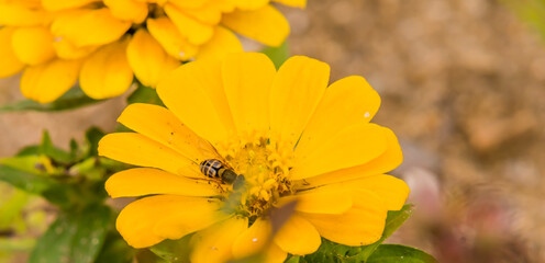 Honey bee on yellow flower