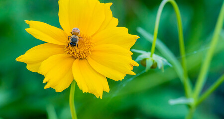 Closeup of a honey bee gathering nectar