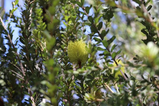 banksia Serrata" photos, royalty-free images, graphics, vectors